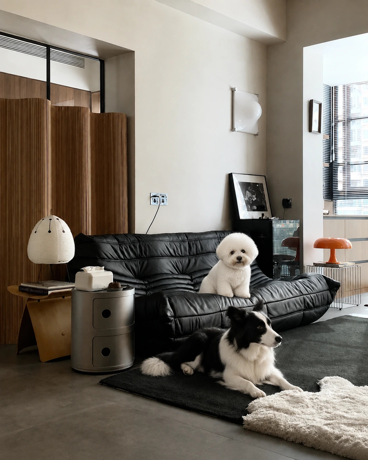 Interior styling scene: Tuantuan the white Bichon on a black low-profile sofa, with Paopao the Border Collie resting on the rug